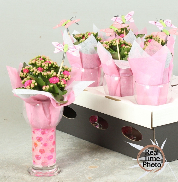 <h4>ARR KAMERPL</h4>