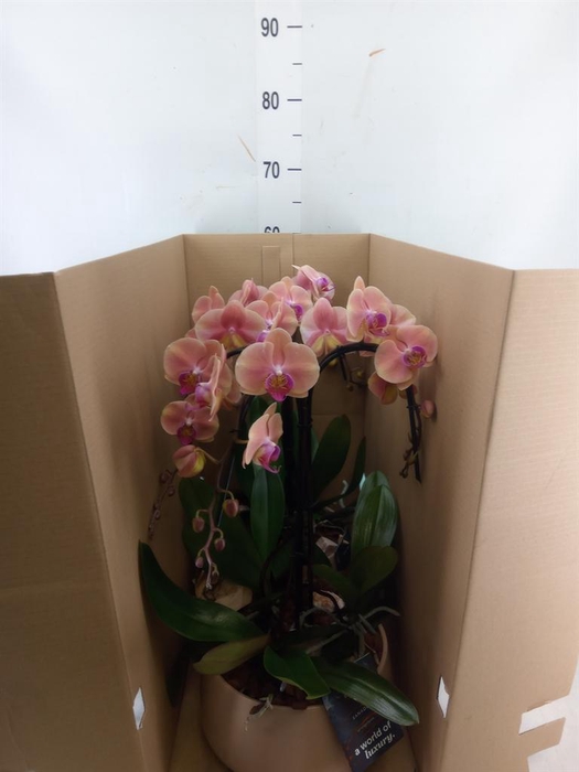 <h4>Arr.    Planten  H%</h4>