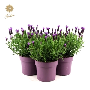 Lavandula st. 'Anouk'® Collection P19