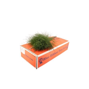 Asparagus per bos virgatus