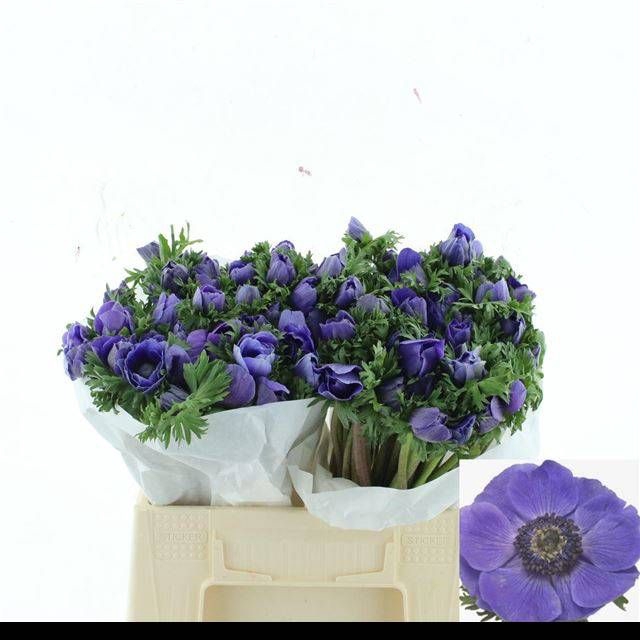 <h4>ANEM CO MIS + D BLUE</h4>