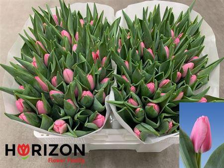 <h4>Tu En Tresor</h4>