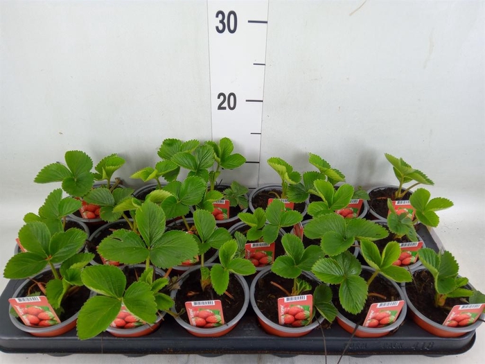 <h4>Fragaria   ...</h4>