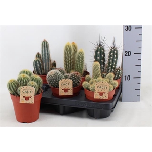 Cactus mix 12Ø 15cm