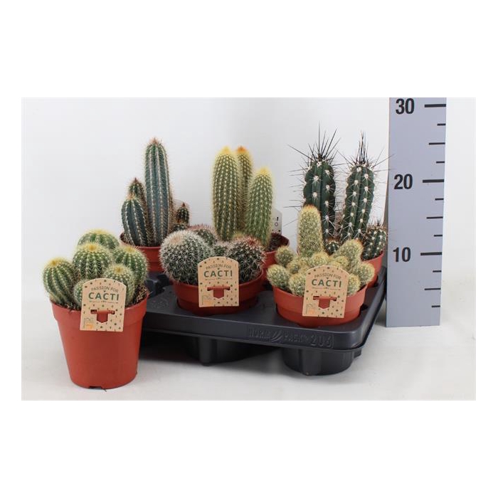 <h4>Cactus mix 12Ø 15cm</h4>