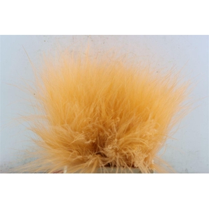 Dried Stypha Salmon(10 Toef) Bunch