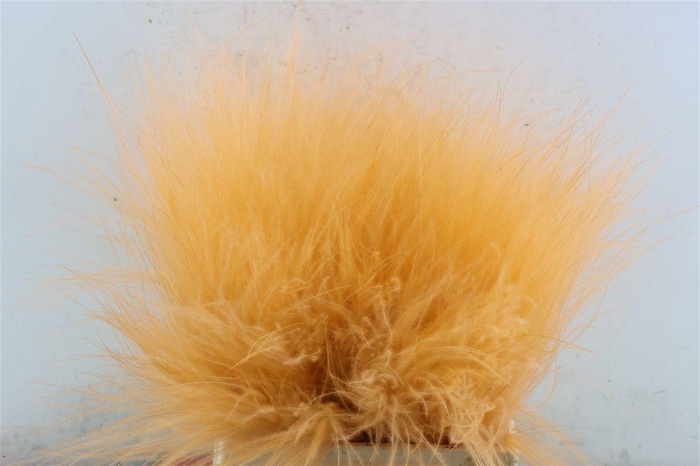 <h4>Dried Stypha Salmon(10 Toef) Bunch</h4>