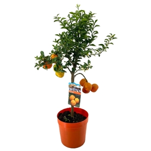 Citrus chinotto