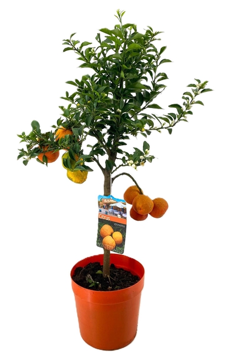 <h4>Citrus chinotto</h4>