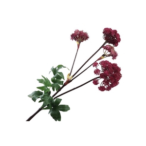 Angelica Aubergine