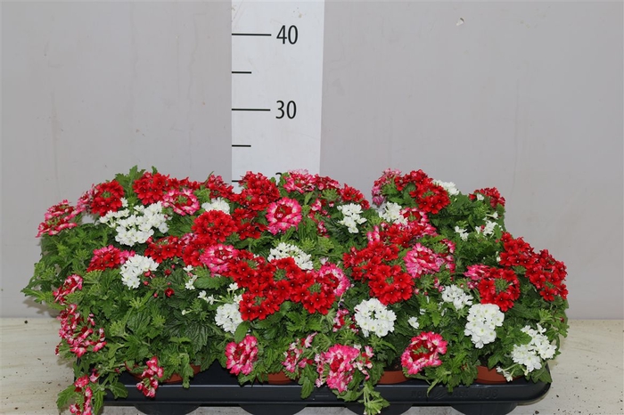 <h4>Verbena 'tricolor' Red Shades</h4>