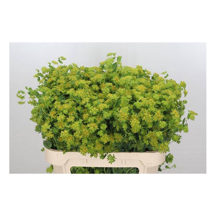 <h4>BUPLEURUM ROTUNDIFOL</h4>