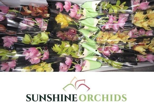 <h4>CYMB MI GEM</h4>