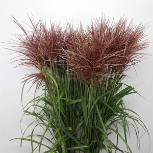 Miscanthus Ferner Osten