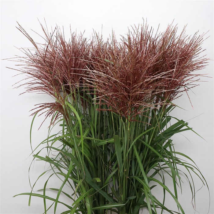 <h4>Miscanthus Ferner Osten</h4>