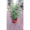 Araucaria heterophylla