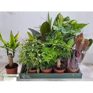 PLANTMIX P12
