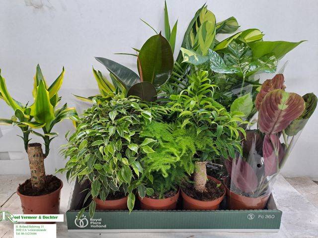 <h4>PLANTMIX P12</h4>