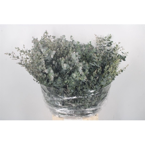 Euc Gunnii Per Bunch 150 Gram