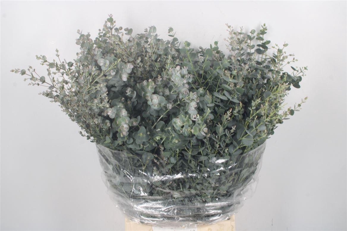 <h4>Euc Gunnii Per Bunch Gram 150 Gram</h4>