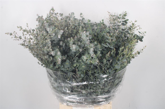 <h4>Euc Gunnii Per Bunch Gram 150 Gram</h4>