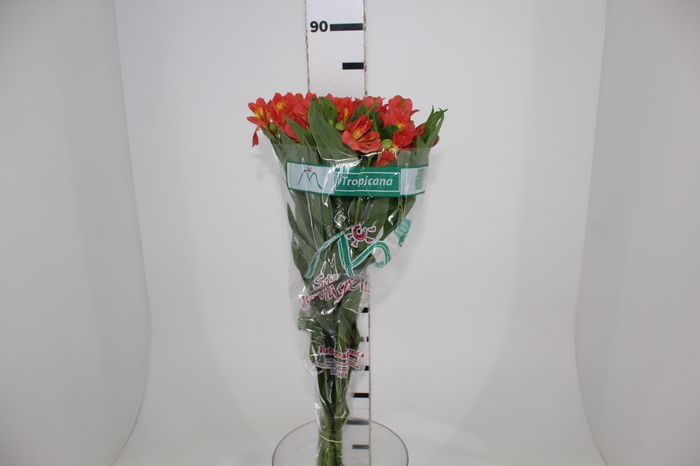 <h4>ALSTROEMERIA TROPICANA 080 CM</h4>