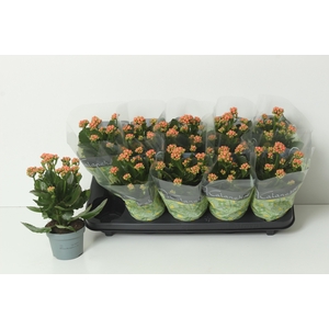 KAL GE PERFECTA ORAN