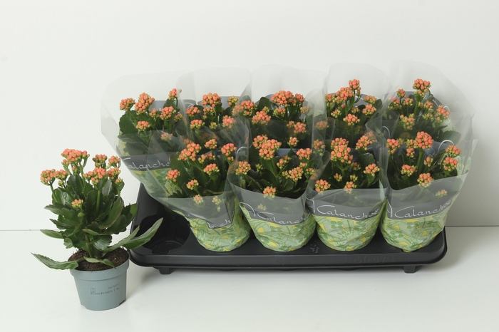 <h4>KAL GE PERFECTA ORAN</h4>