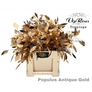 Euca Populus Bes Antique Gold
