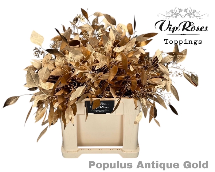 <h4>EUCA POPULUS BES ANTIQUE GOLD</h4>