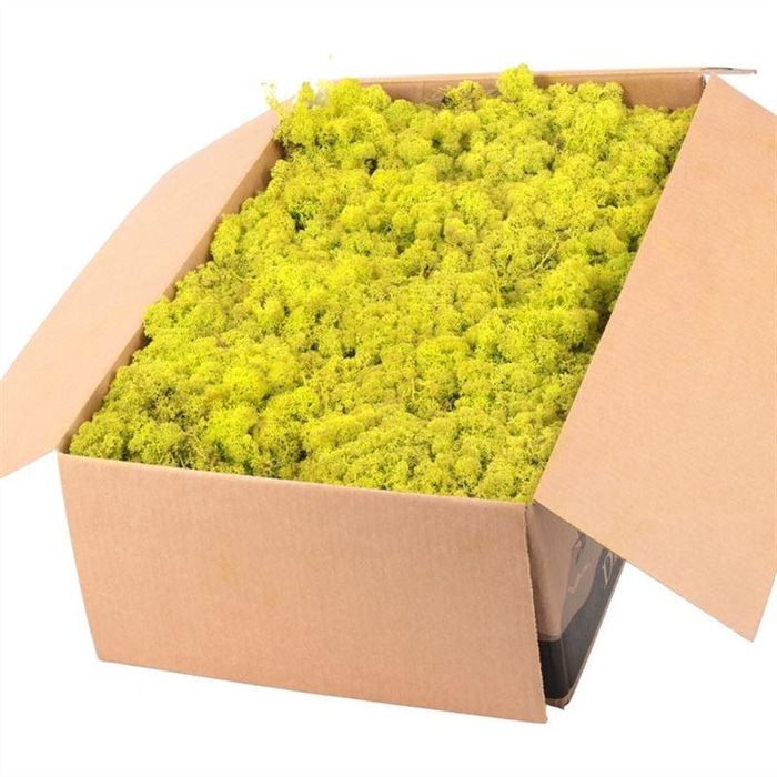 <h4>Ijslandmos (reindeer) Spring Groen</h4>