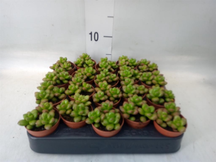 <h4>Sedum   ...</h4>