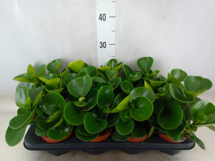 <h4>Peperomia obt. 'Green Gold'</h4>