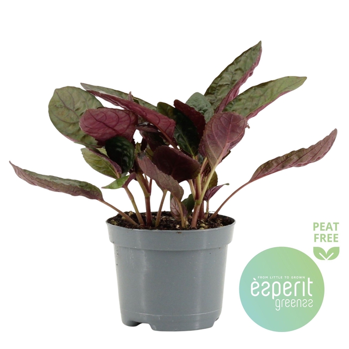 <h4>Hemigraphis Red Flame</h4>