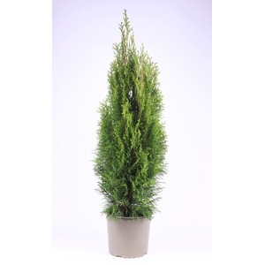 Thuja Smaragd