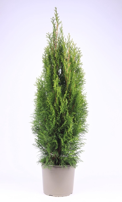 <h4>Thuja Smaragd</h4>