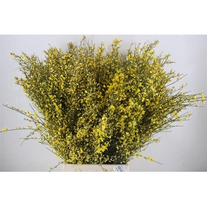 Ginster 400gr Yellow P Bunch