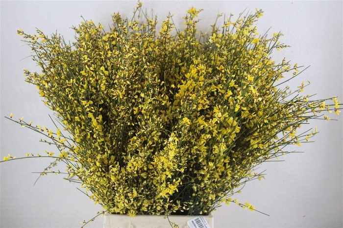 <h4>Ginster 400gr Yellow P Bunch</h4>