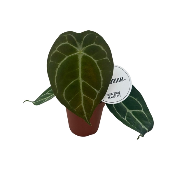 <h4>Anthurium Forgetii x Nigrolaminum</h4>