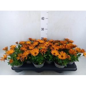 Osteospermum  'Senorita Lucia'