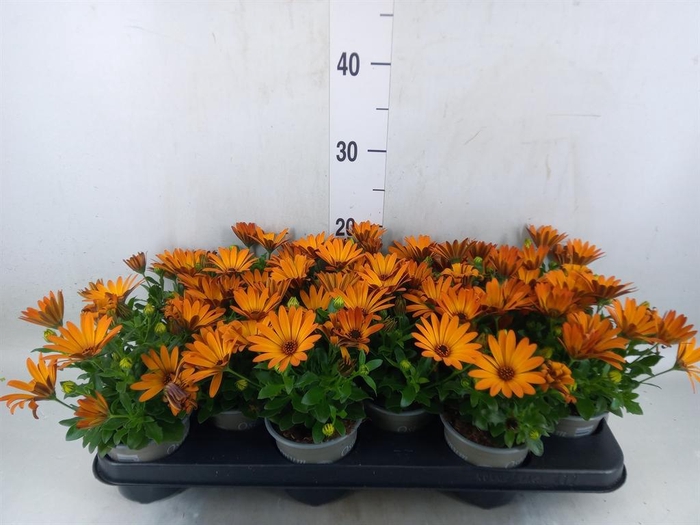 <h4>Osteospermum  'Senorita Lucia'</h4>