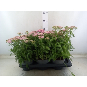 Achillea millef.