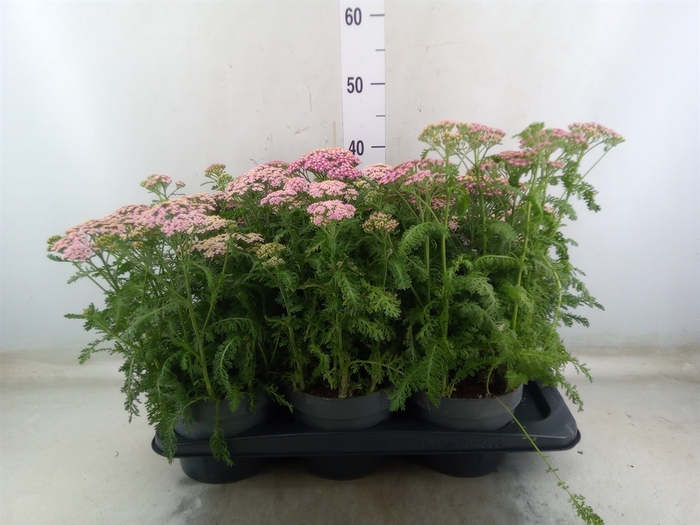 <h4>Achillea millef.</h4>