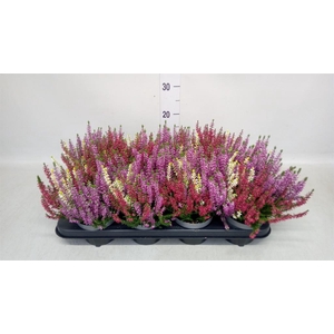 Calluna vulg. 'Garden G Trio'