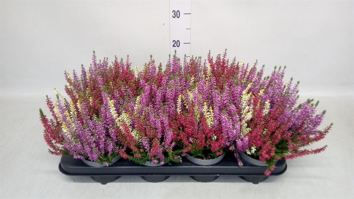 <h4>Calluna vulg. 'Garden G Trio'</h4>