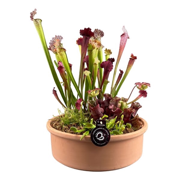 <h4>Vleesetende planten mix in 40 cm terracotta schaal</h4>