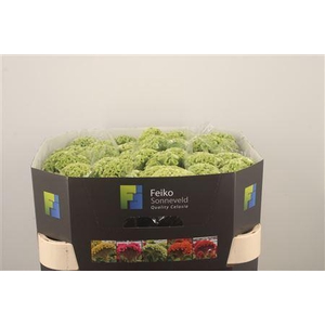 Celosia C Act Verda Green