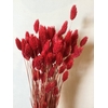 DRIED FLOWERS - PHALARIS RED 80GR
