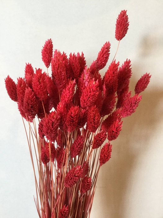 DRIED FLOWERS - PHALARIS RED 80GR