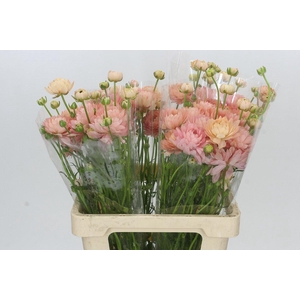 Ranunculus Moderna Star Riviera